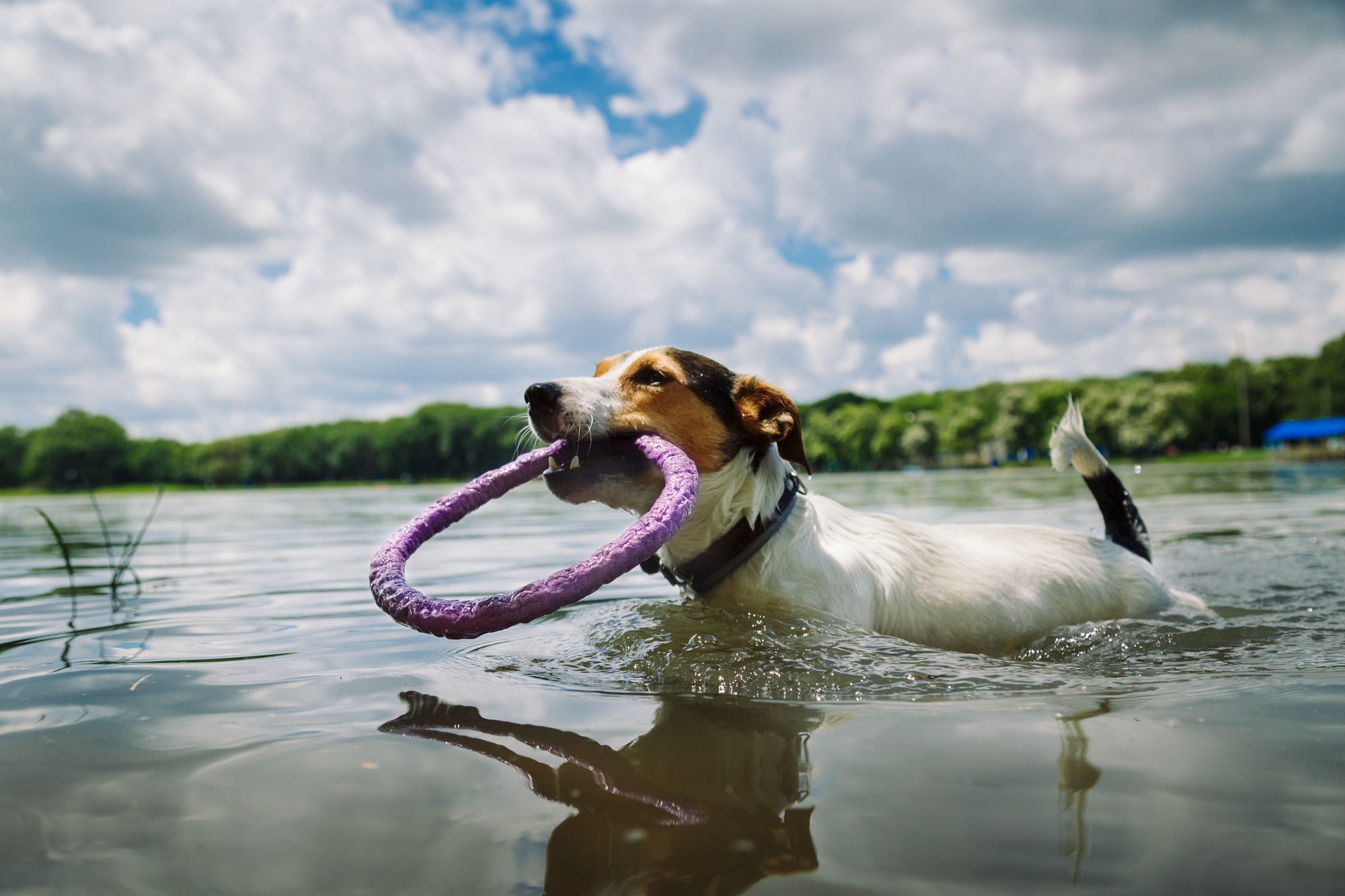 dog swims in the lake with the ring